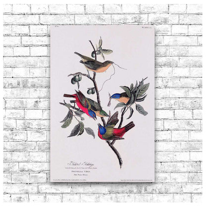Painted Finch by John J. Audubon