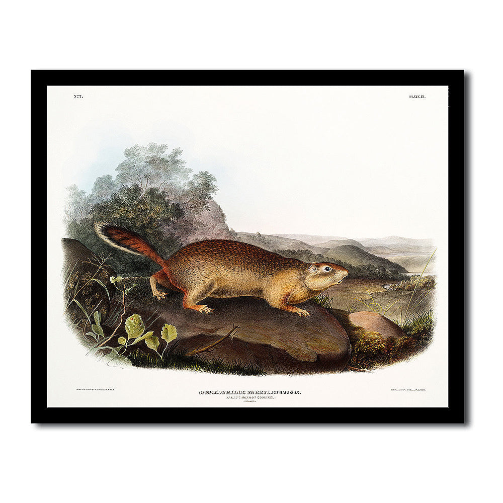 Pine Marten by John J. Audubon