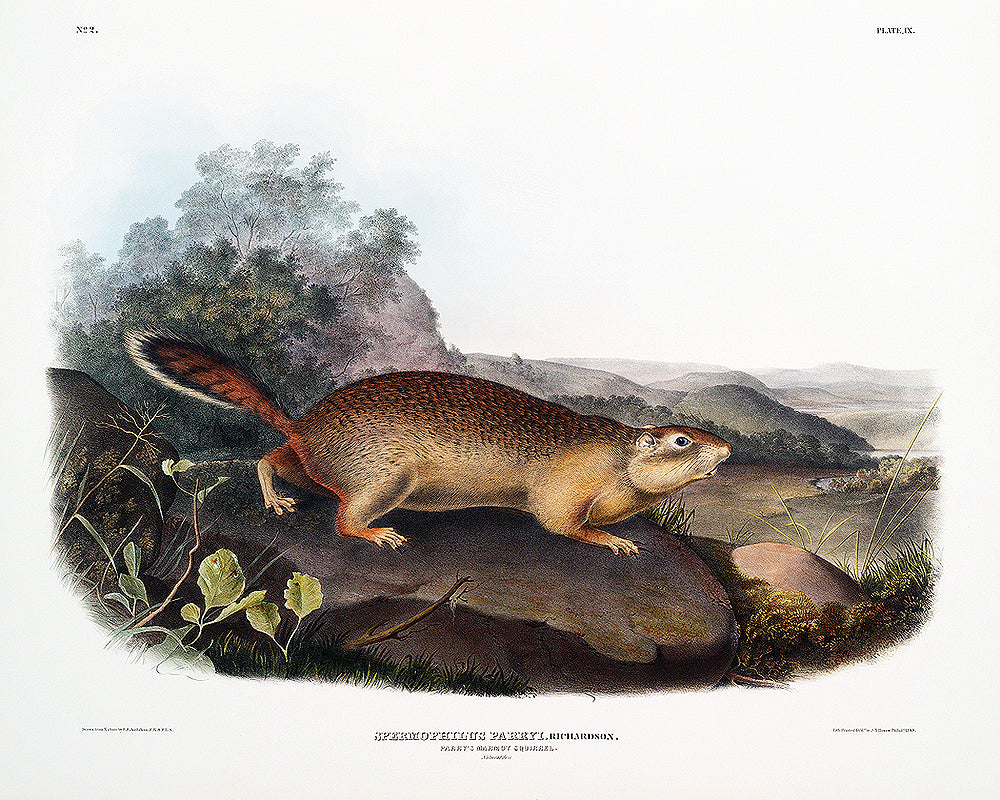 A framed print depicting a squirrel on a rock, with a colorful background, consistent with the style of John J. Audubon's illustrations.