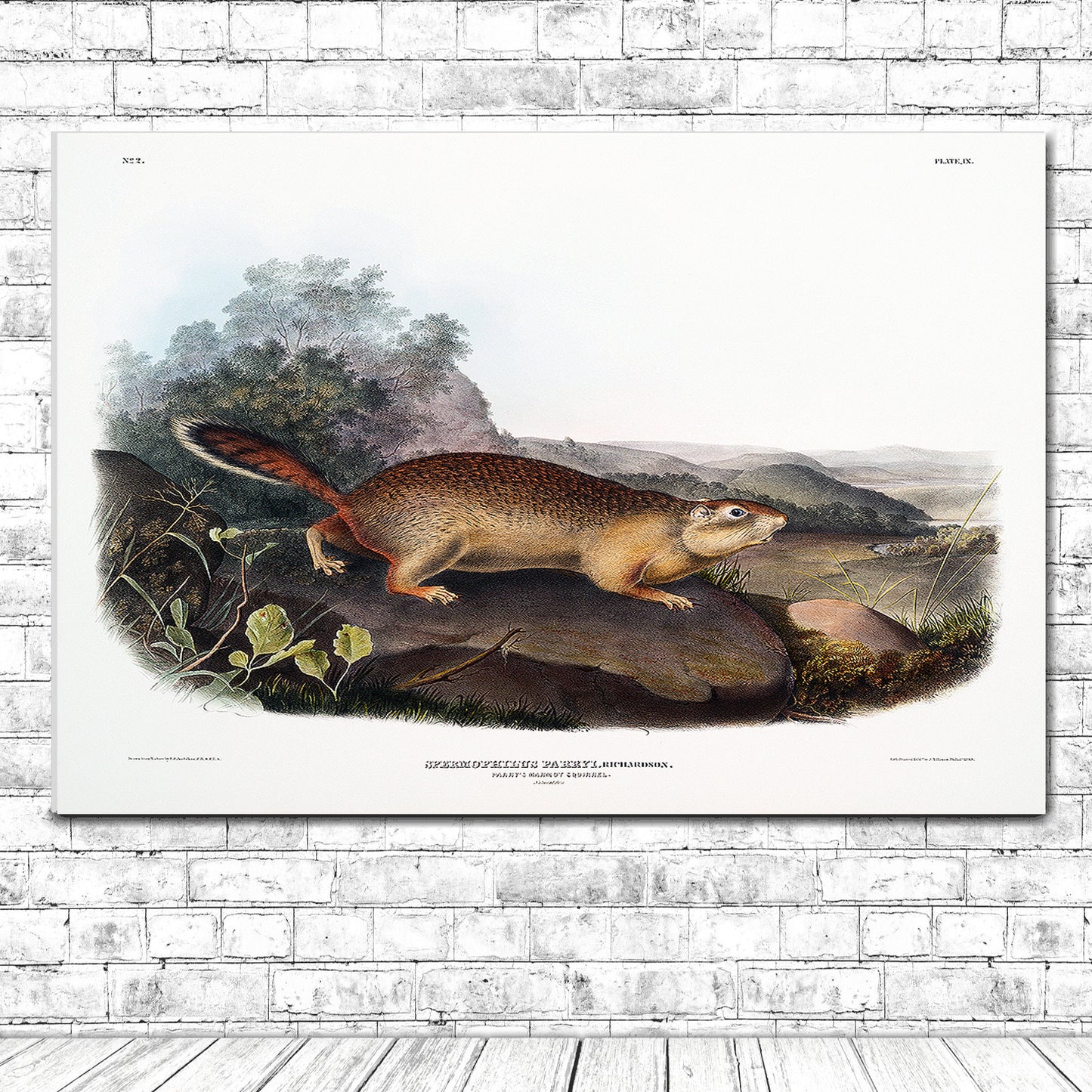 Parry's Marmot Squirrel by John J. Audubon