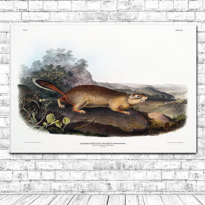 Parry's Marmot Squirrel by John J. Audubon