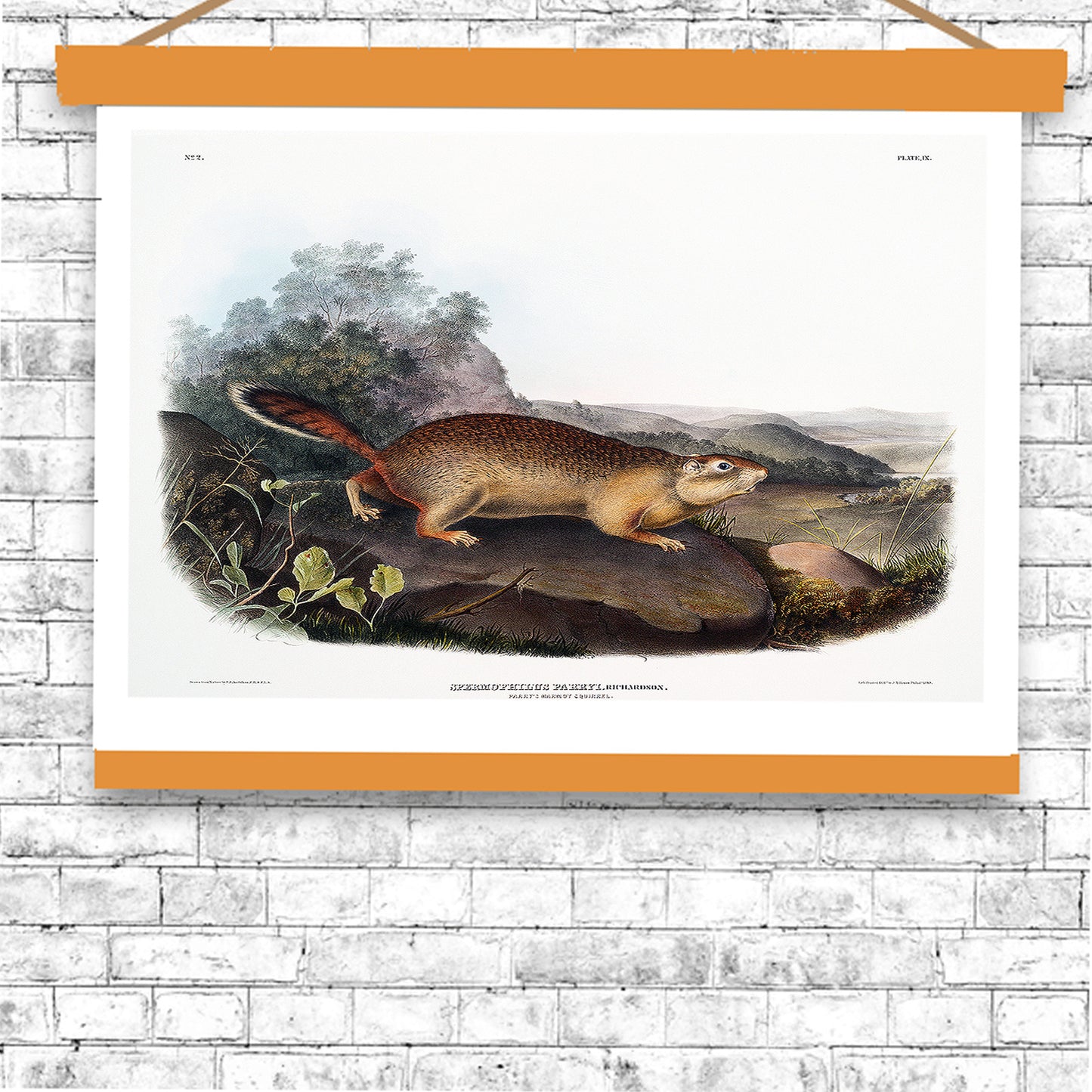 Parry's Marmot Squirrel by John J. Audubon