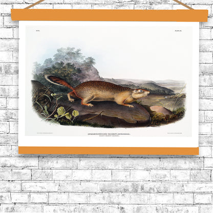 Parry's Marmot Squirrel by John J. Audubon