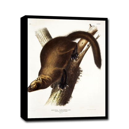 A framed print depicting a marten perched on a branch, after John J. Audubon.