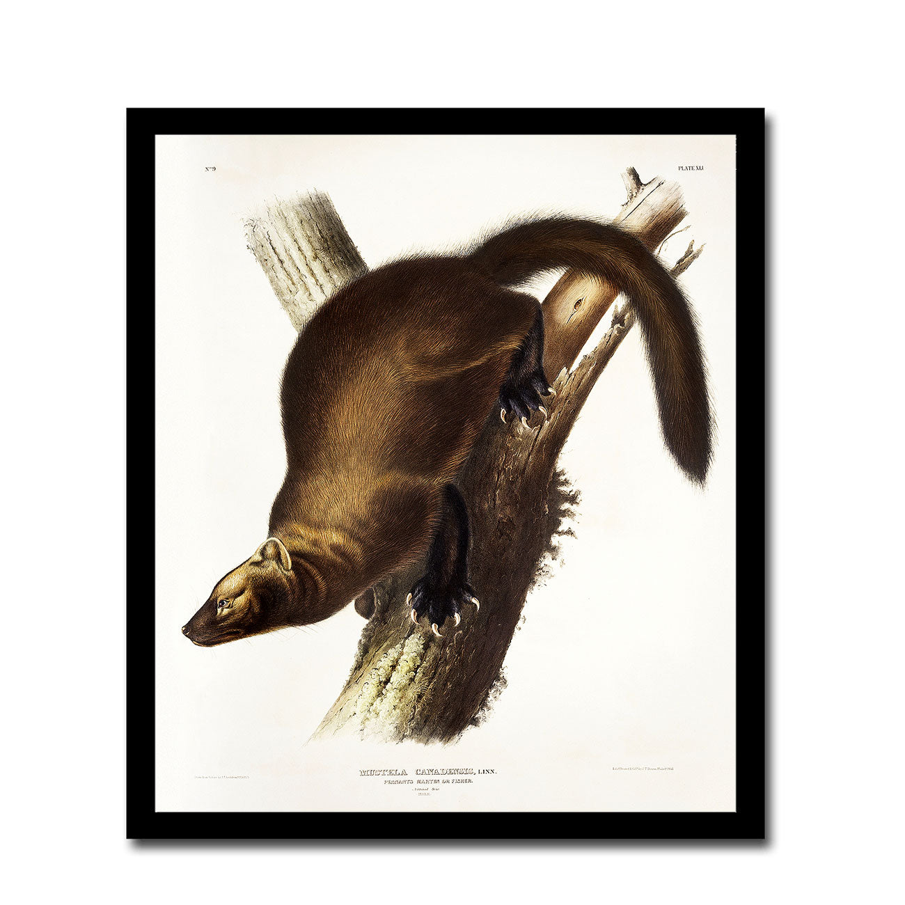 Pennant's Marten by John J. Audubon