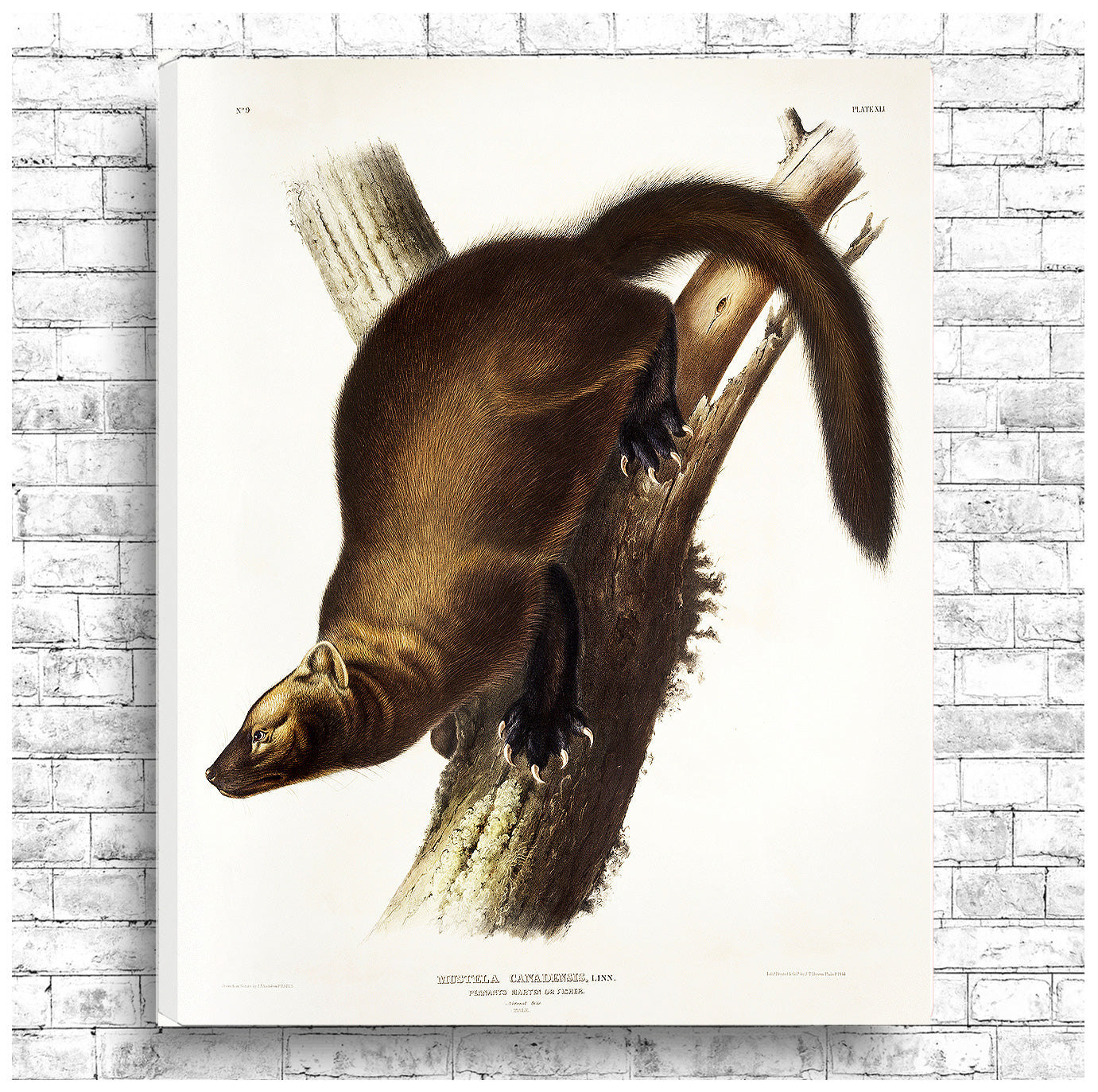 Pennant's Marten by John J. Audubon
