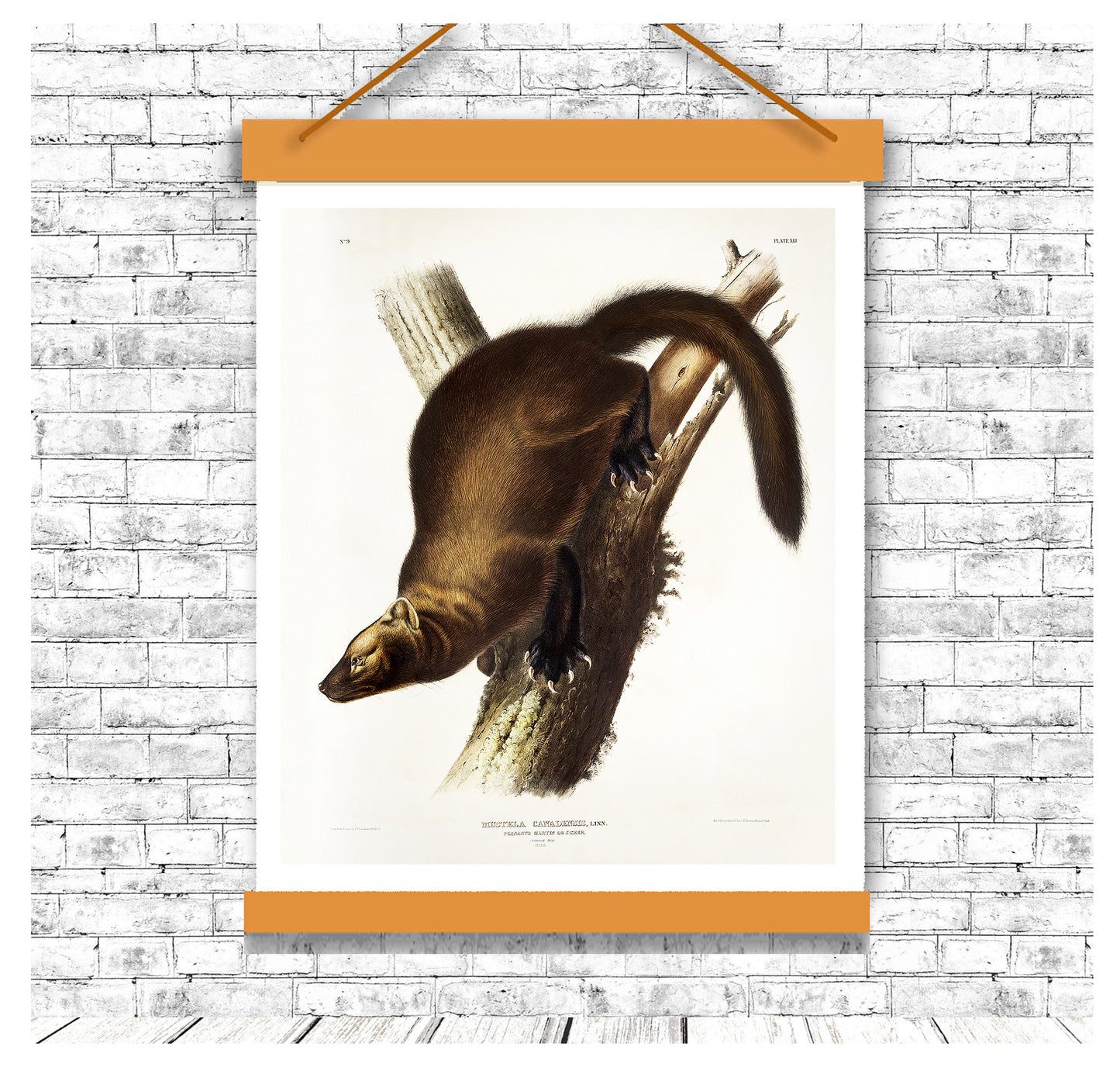 Pennant's Marten by John J. Audubon