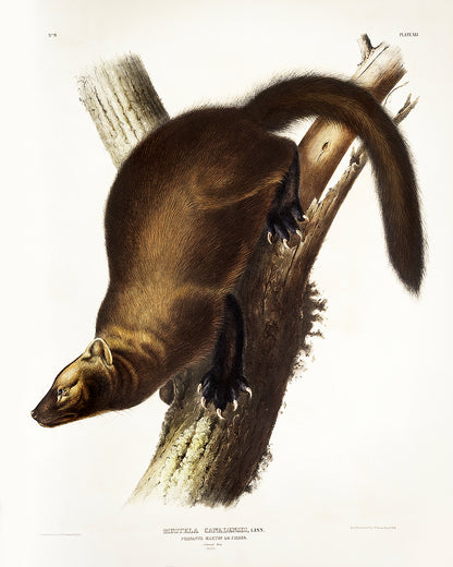 A framed print depicting a marten perched on a branch, after John J. Audubon.