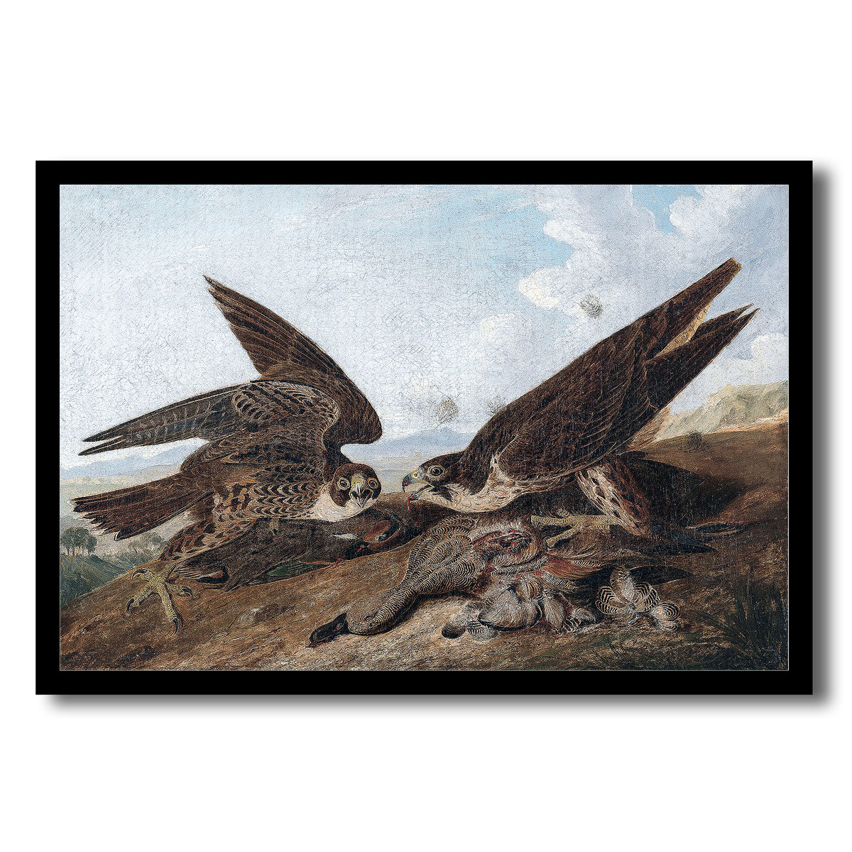 Peregrine Falcons by John J. Audubon