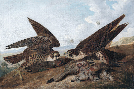 A printed art piece featuring Peregrine Falcons with a black frame, depicting two birds of prey in a landscape setting.