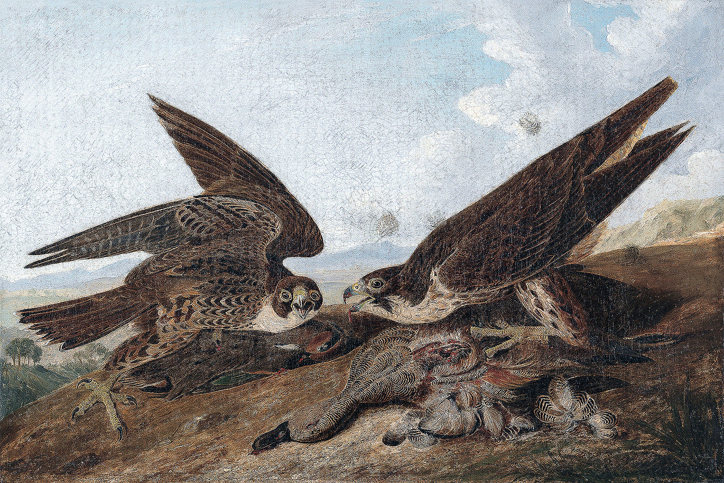 Peregrine Falcons by John J. Audubon