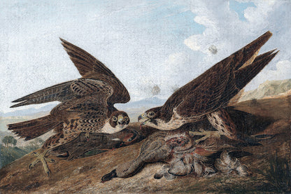 Peregrine Falcons by John J. Audubon