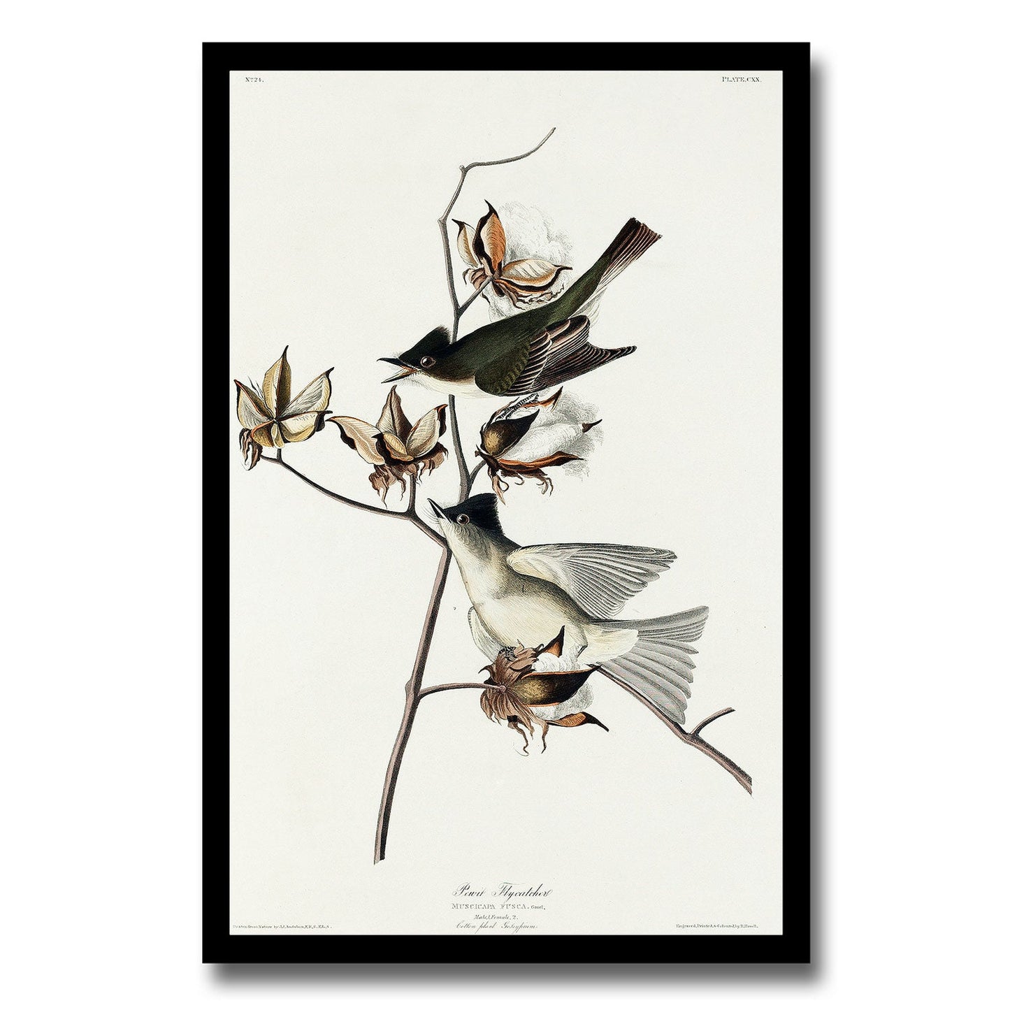 Pewit Flycatcher by John J. Audubon