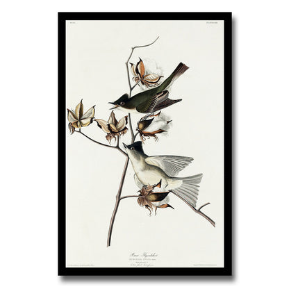Painted Finch by John J. Audubon