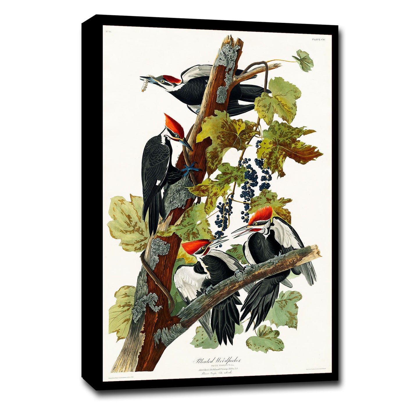 Pileated Woodpecker by John J. Audubon