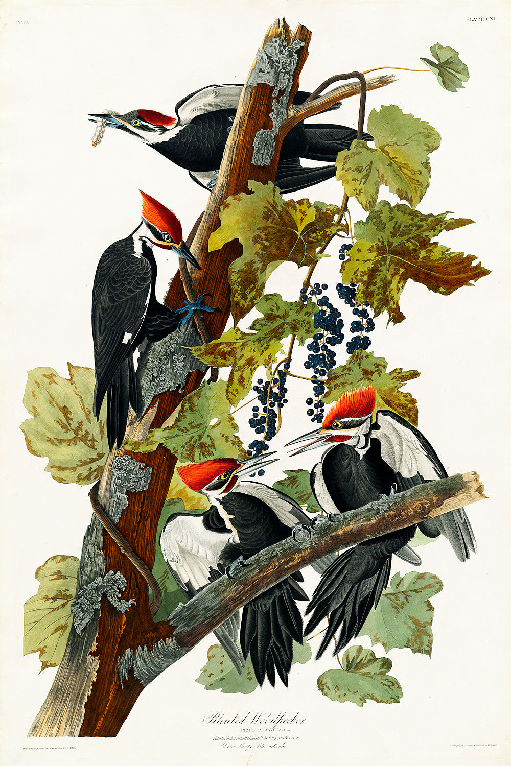 A framed print of Pileated Woodpeckers perched on a branch with leaves and berries, featuring a black, white, and red color scheme.