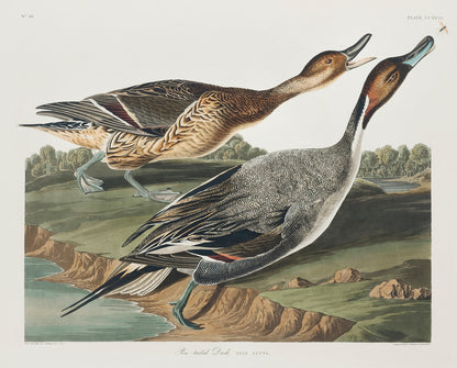 A printed artwork depicting two ducks with a landscape in the background, printed in a landscape orientation.