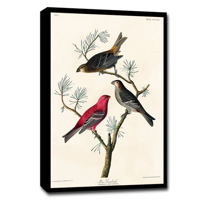 Pine Grosbeak by John J. Audubon