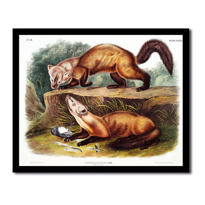 Pine Marten by John J. Audubon