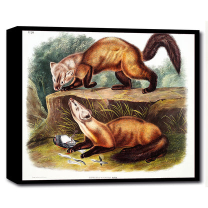 Pine Marten by John J. Audubon