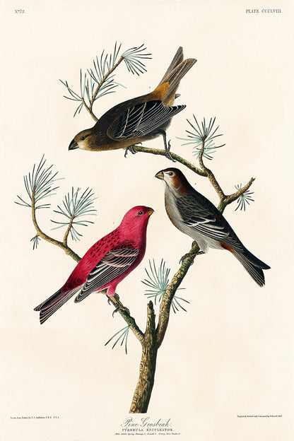 A framed print featuring two colored birds perched on a branch, with a decorative black border and white matting.