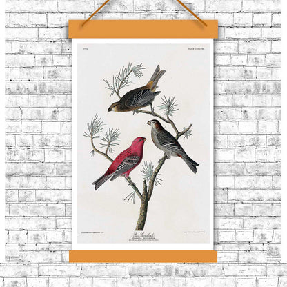 A framed print featuring two colored birds perched on a branch, with a decorative black border and white matting.