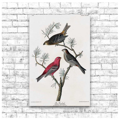 Pine Grosbeak by John J. Audubon