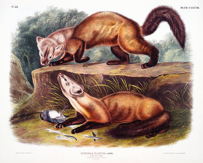 A framed print featuring two pine martens on a rock, with vibrant colors and detailed illustration style.