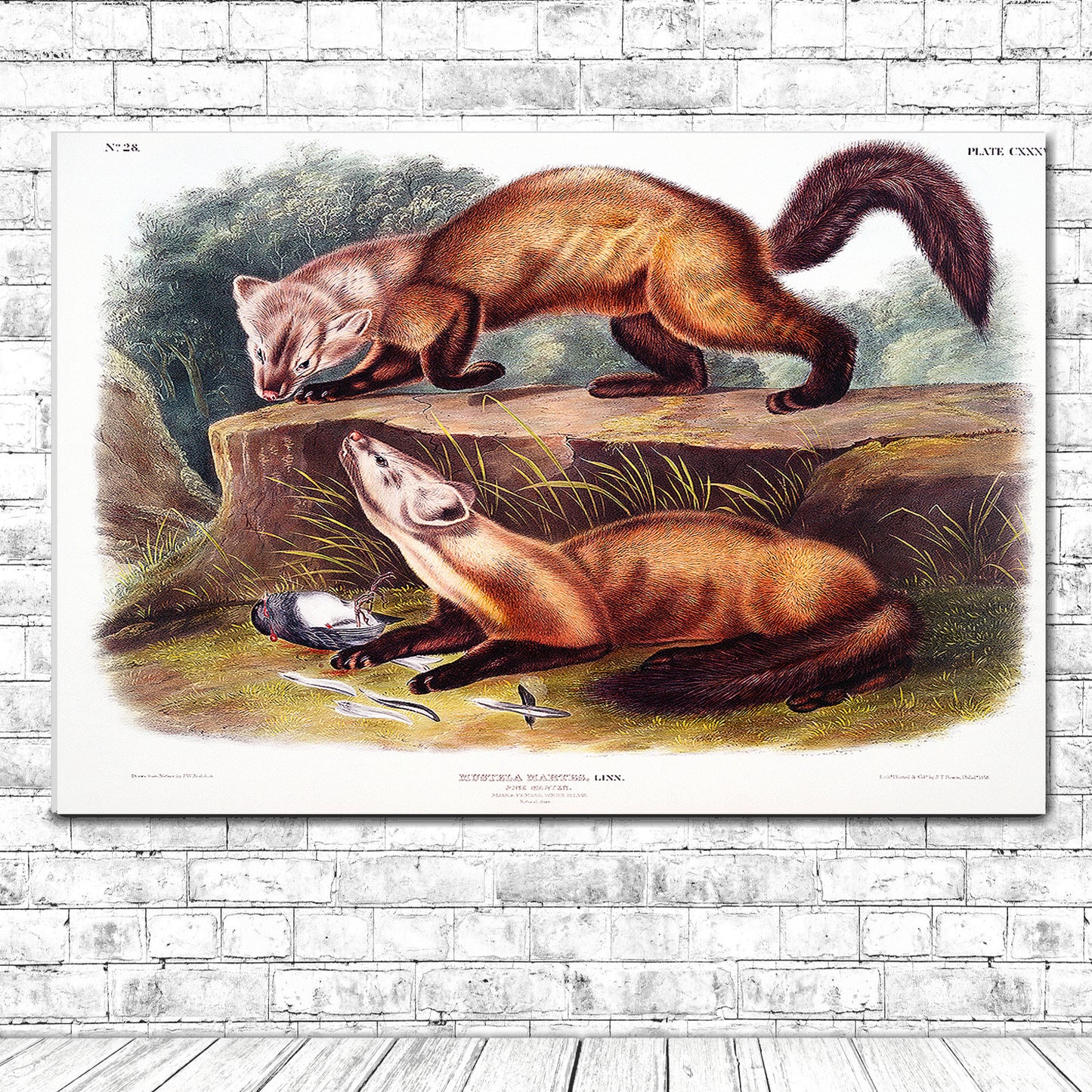 Pine Marten by John J. Audubon