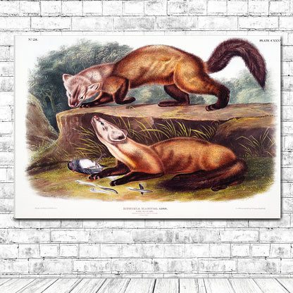 Pine Marten by John J. Audubon