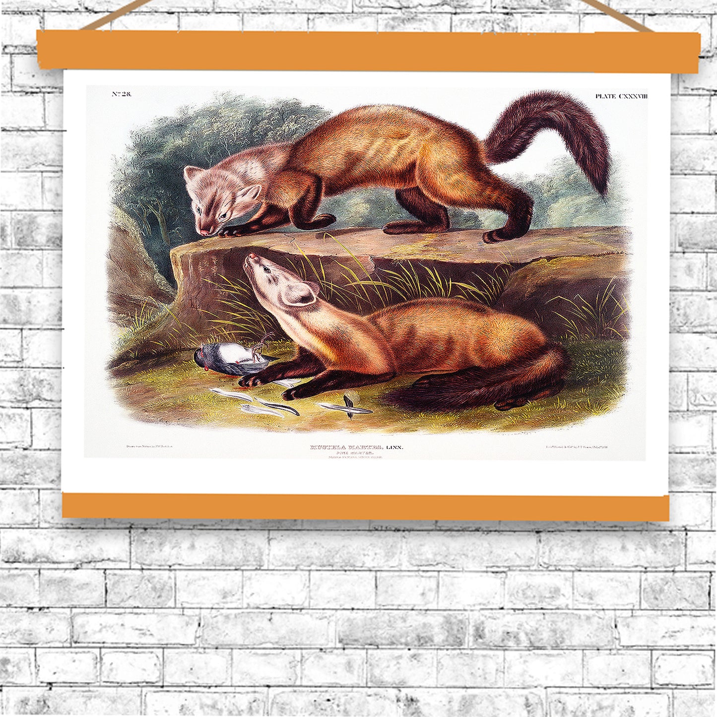 Pine Marten by John J. Audubon