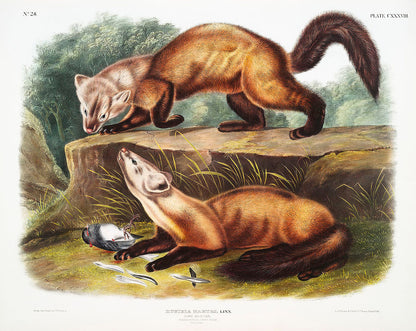 A color illustration of two pine martens by John James Audubon.