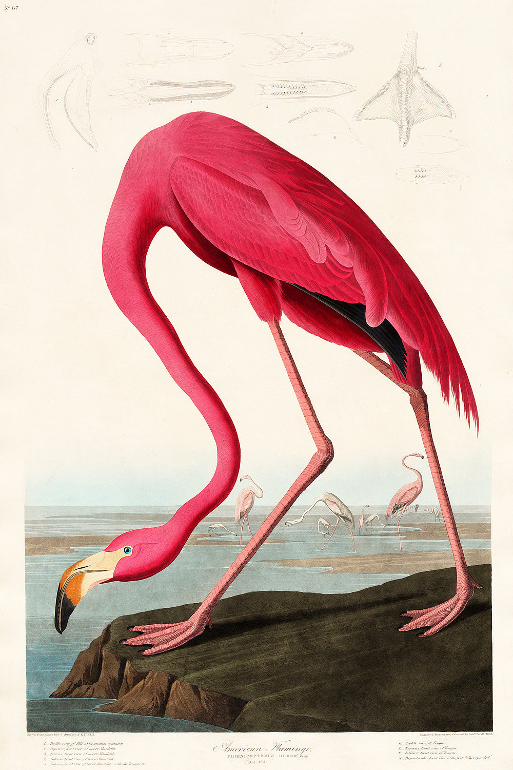 A framed print of a pink flamingo against a landscape background, representing the artwork 'Pink Flamingo' by John J. Audubon.