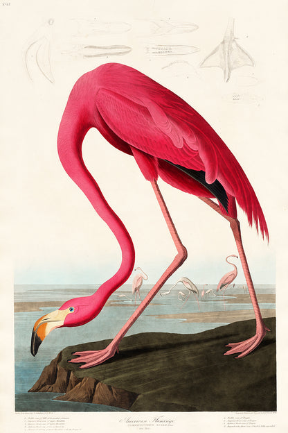 A framed print of a pink flamingo against a landscape background, representing the artwork 'Pink Flamingo' by John J. Audubon.