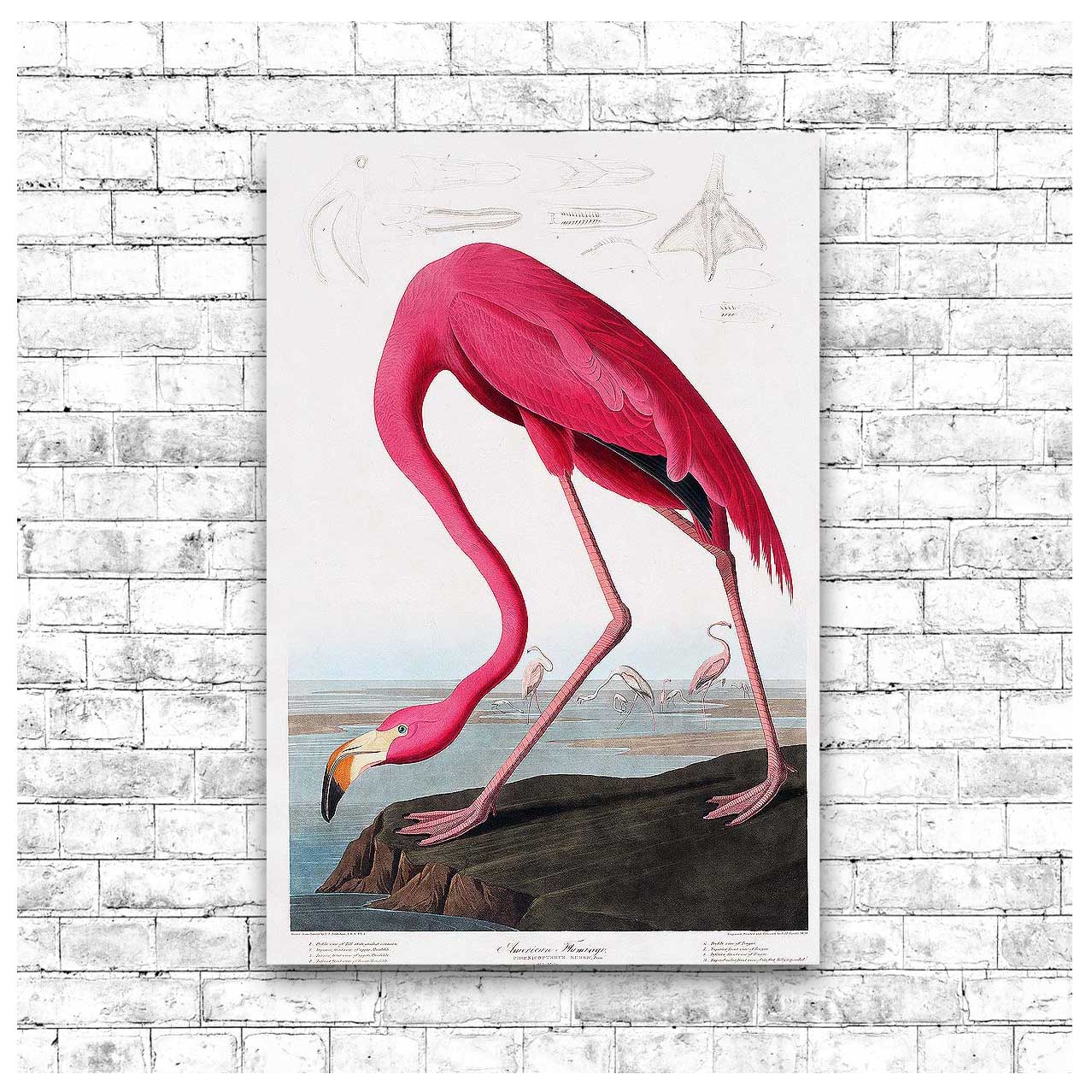Pink Flamingo by John J. Audubon