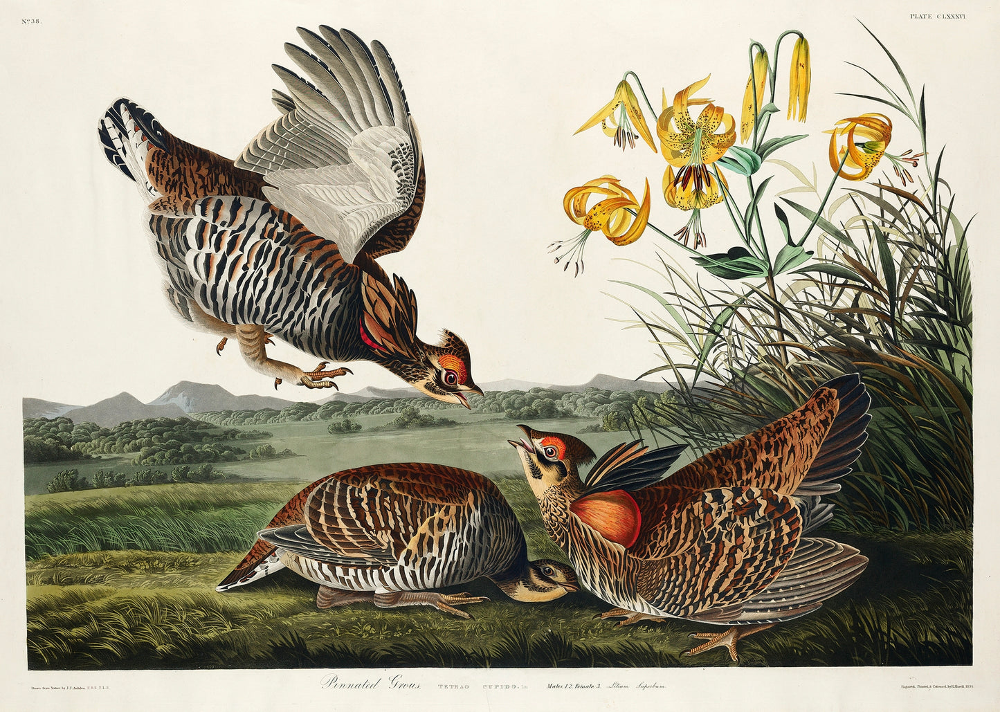 Pinnated Grouse from Birds of America (1827) by John James Audubon