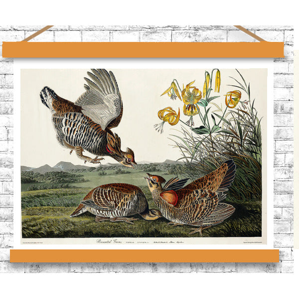 Pinnated Grouse by John J. Audubon