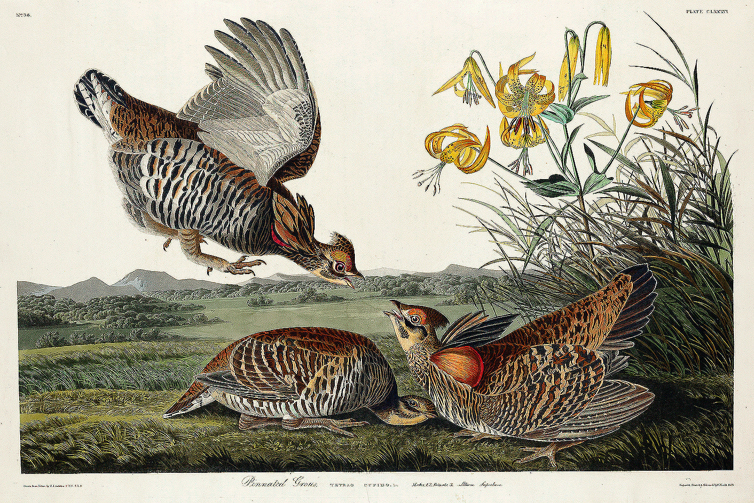 A framed print depicting two pinnated grouse with flowers in the background, rendered in a realistic artistic style.