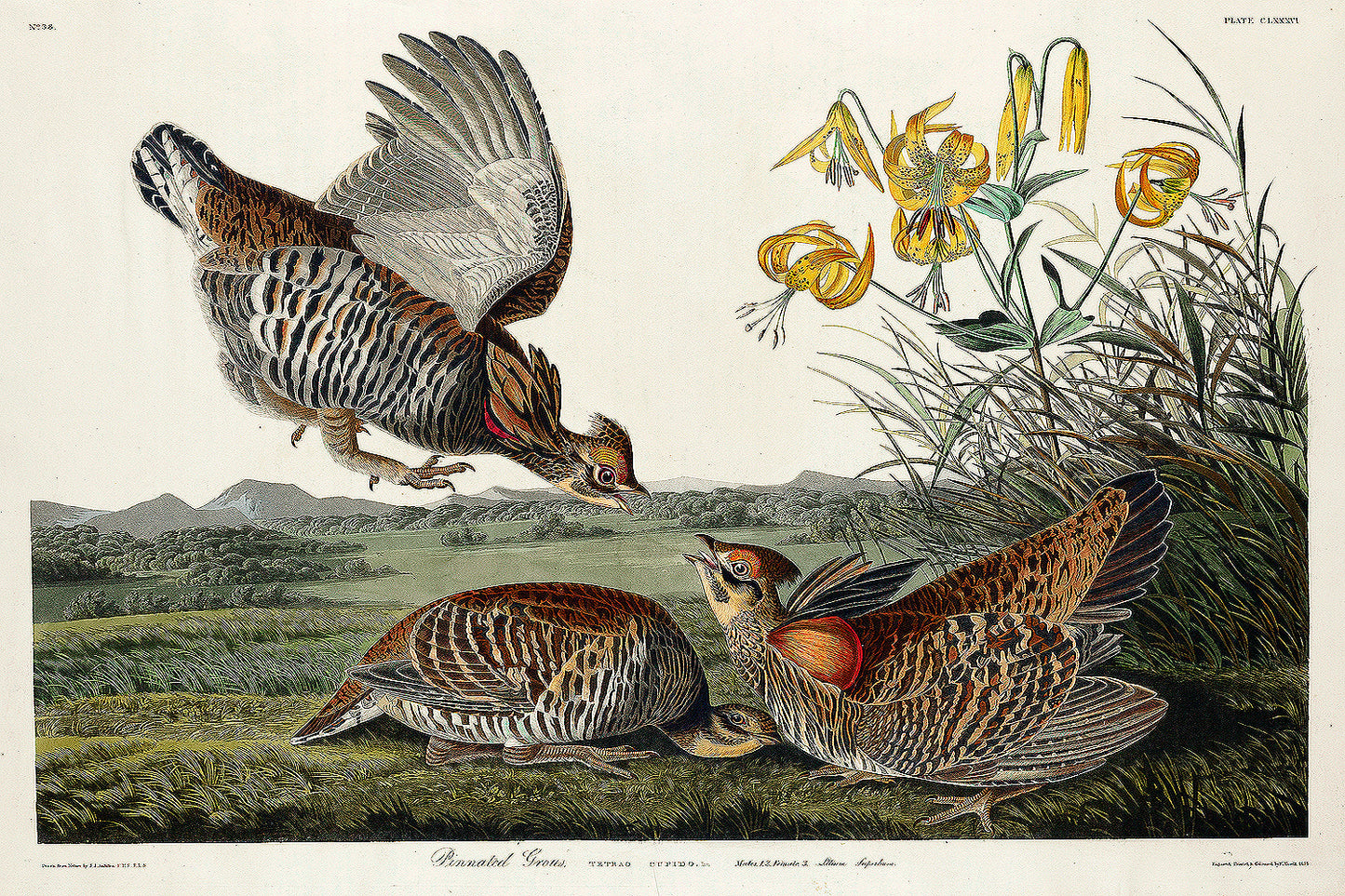 Pinnated Grouse by John J. Audubon