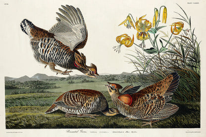 Pinnated Grouse by John J. Audubon