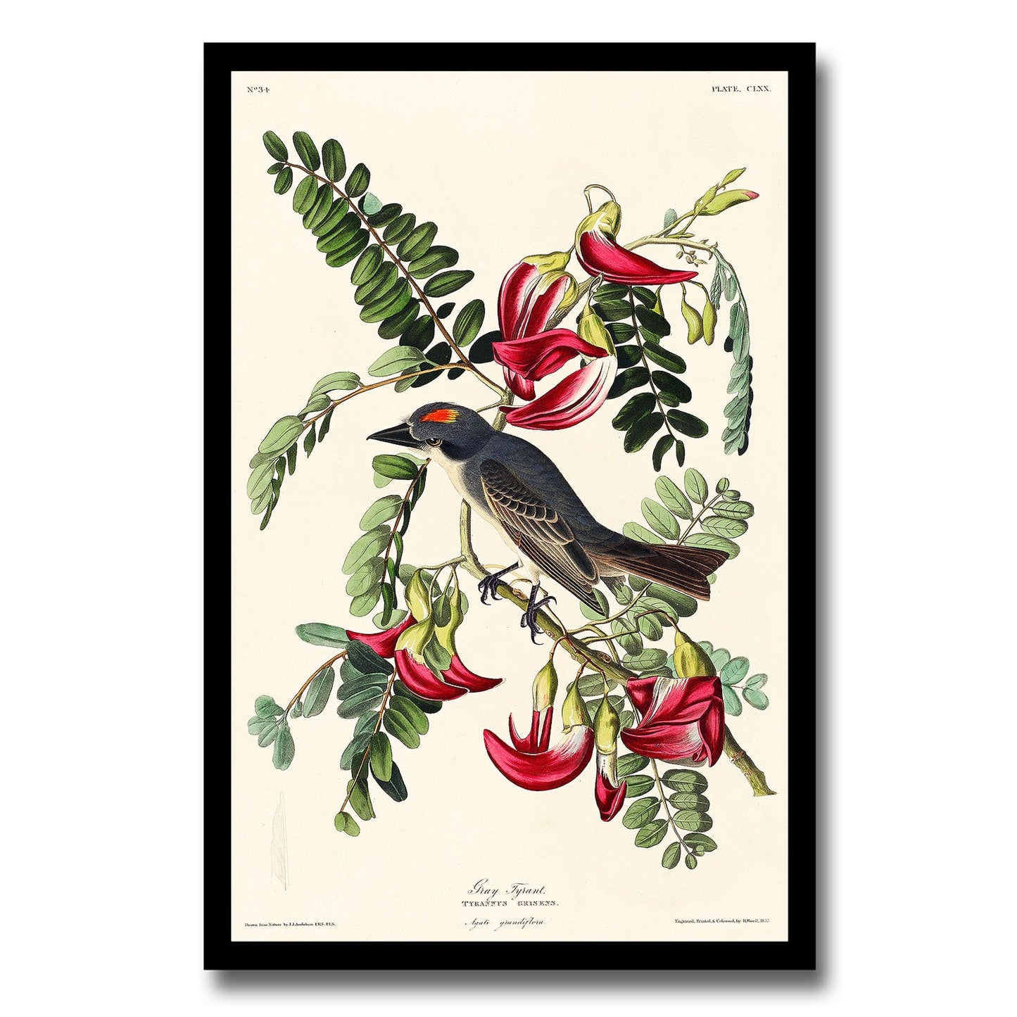 Pink Flamingo by John J. Audubon