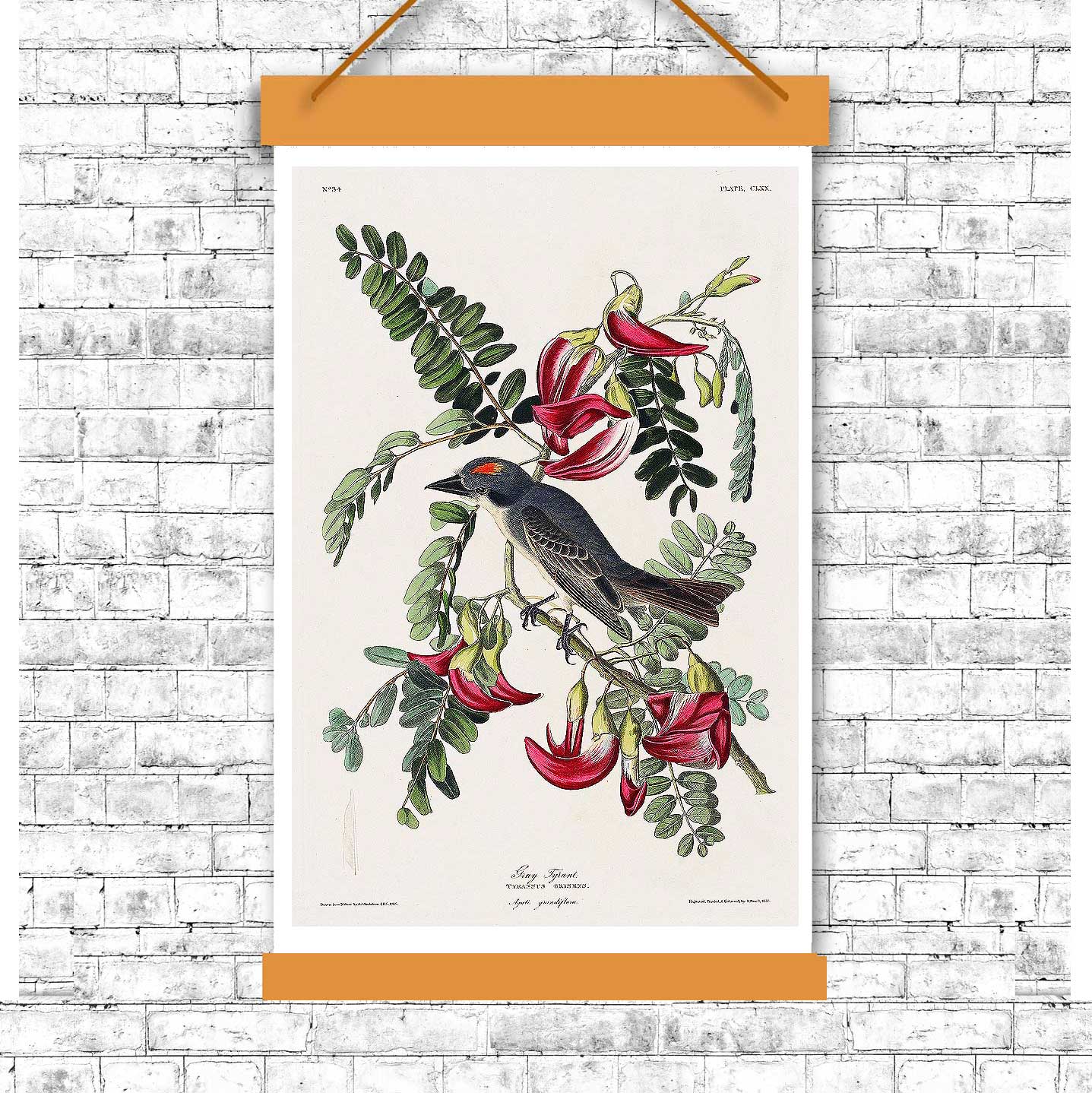 Piping Flycatcher by John J. Audubon
