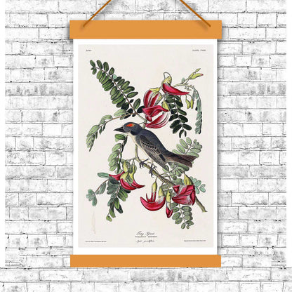 Piping Flycatcher by John J. Audubon
