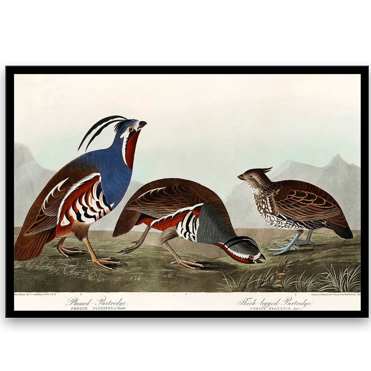 Plumed Partridge and Thick-legged Partridge by John J. Audubon  | Choose Style | Size & Trim Color
