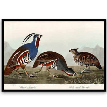 Plumed Partridge and Thick-legged Partridge by John J. Audubon  | Choose Style | Size & Trim Color