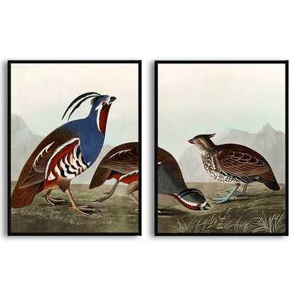 Plumed Partridge and Thick-legged Partridge by John J. Audubon  | Choose Style | Size & Trim Color