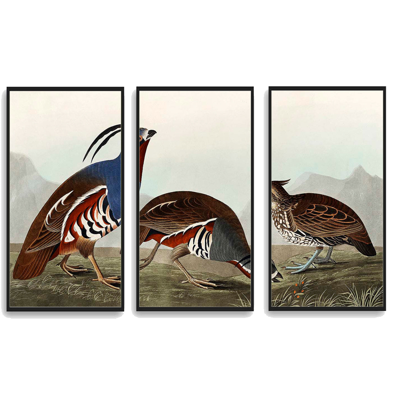 Plumed Partridge and Thick-legged Partridge by John J. Audubon  | Choose Style | Size & Trim Color