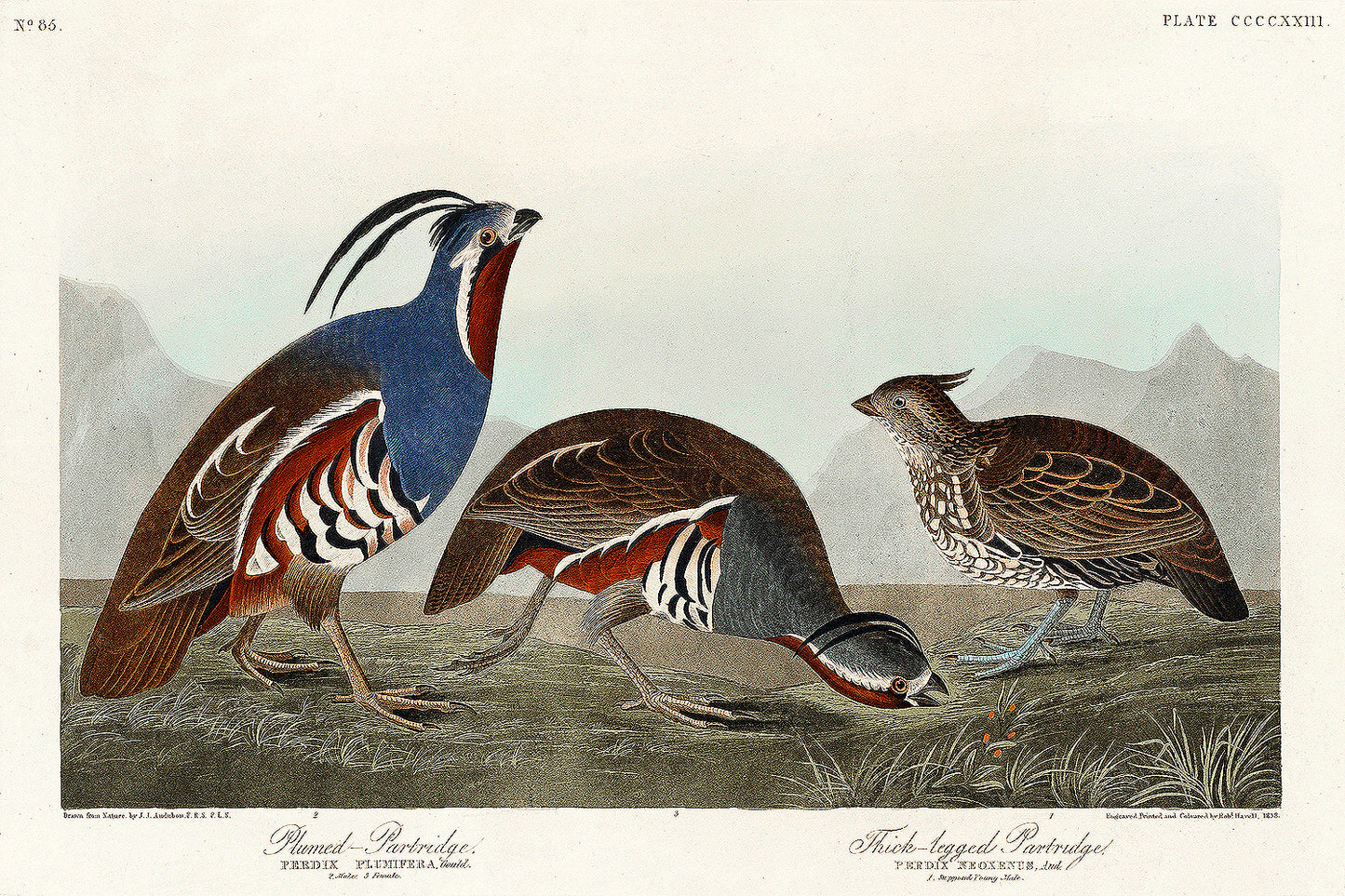 A framed print featuring illustrations of two species of partridge with detailed feather patterns, naturalistic colors, and a background suggestive of a outdoor setting.