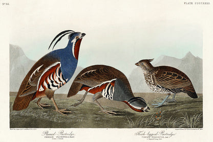 A framed print featuring illustrations of two species of partridge with detailed feather patterns, naturalistic colors, and a background suggestive of a outdoor setting.