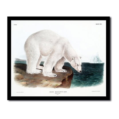 Polar Bear by John J. Audubon